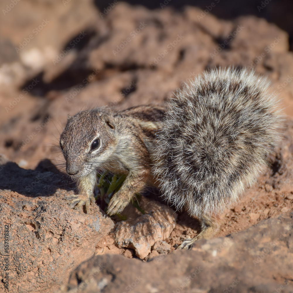 Mountain ground squirrel on the rocks in Fuerteventura, Canary islands, Spain Mountain ground squirrel on the rocks in Fuerteventura, Canary islands, Spain