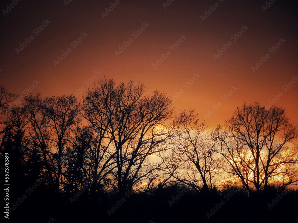 Beautiful silhouettes of trees in the evening sky during sunset