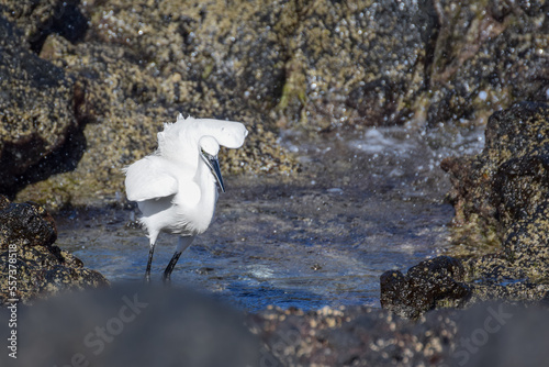 Great egret at the beach in Fuerteventura, Canary islands, Spain
