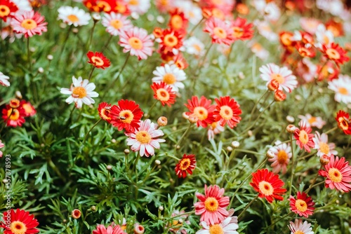 field of red and yellow daisy flowers in spring