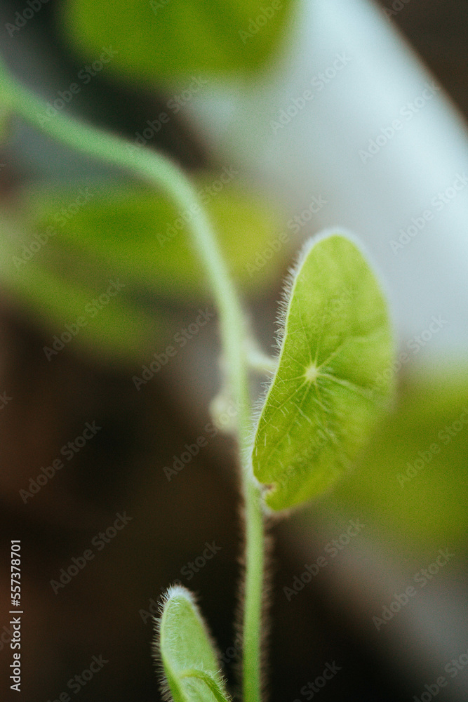 close up of a sprout leaf plant close up of a sprout leaf plant