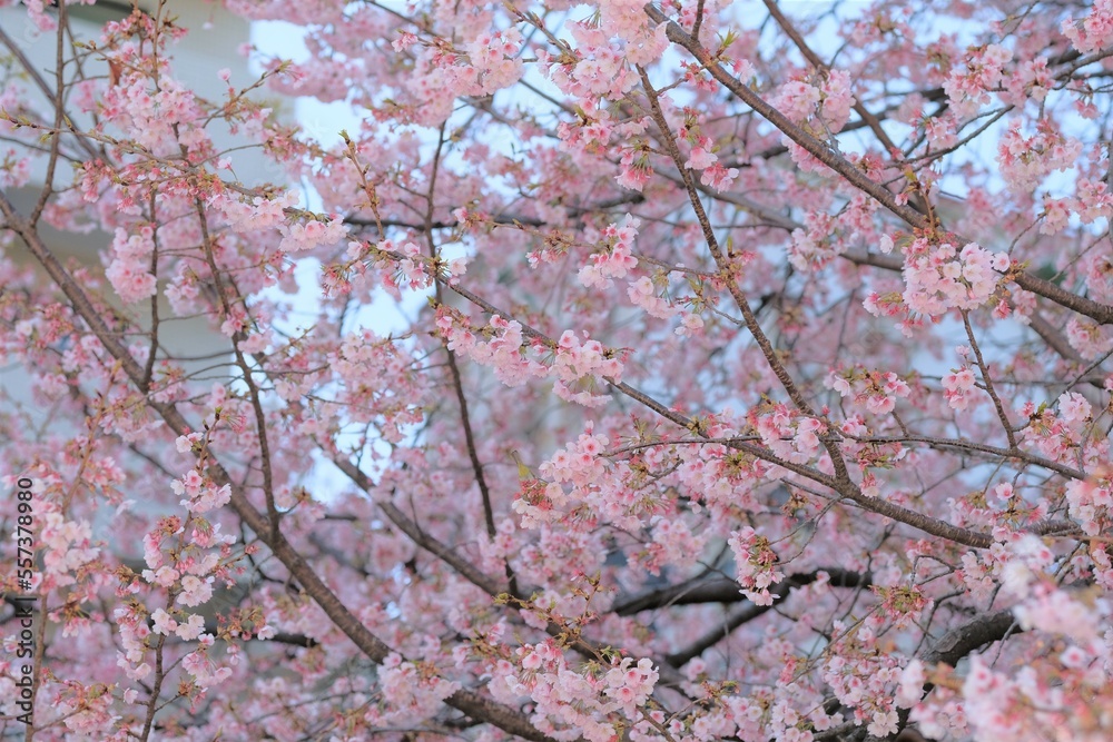 Japanese cherry blossom in full blooming Japanese cherry blossom in full blooming