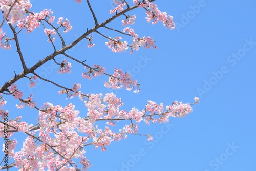 Japanese cherry blossom in full blooming