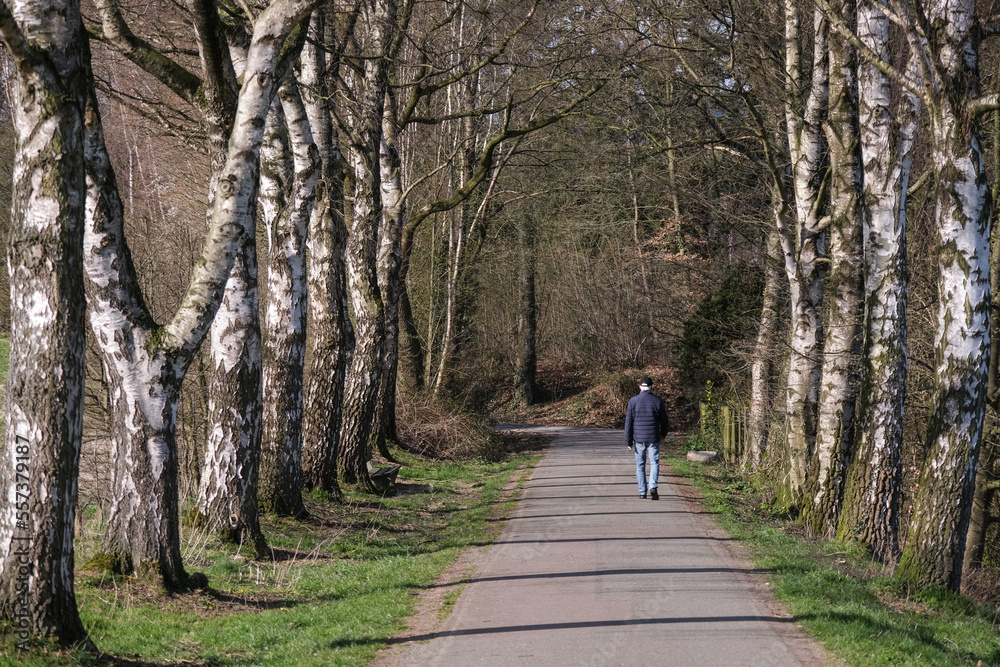 Konzept aktiv im Alter: Älterer Mann mit weißen Haaren, Mütze und blauer Steppjacke geht spazieren im Herbst, Winter oder Frühling auf einem Weg durch eine prachtvolle Allee von Birkenbäumen