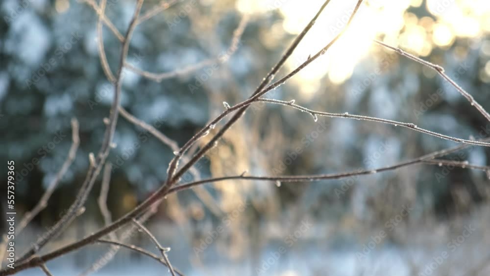 Frozen iced branches of birch tree against sun during sunny day in winter. Macro close up view of branches covered by snow in a winter forest. Plants in the wood at frosty weather. Nature landscape. Frozen iced branches of birch tree against sun during sunny day in winter. Macro close up view of branches covered by snow in a winter forest. Plants in the wood at frosty weather. Nature landscape.