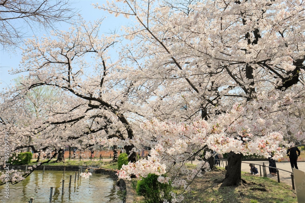 full blooming cherry blossom in Ueno park , Tokyo , Japan full blooming cherry blossom in Ueno park , Tokyo , Japan