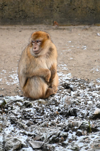 A cold macaque during winter with snow