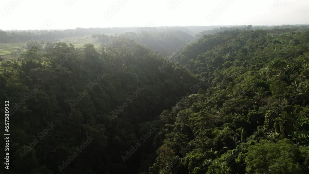 Large forested ravine at central Bali, aerial shot in contrast light. Rice fields seen at left, dark shadow at bottom. Tropical thickets at slopes, typical wild nature of rainforest Large forested ravine at central Bali, aerial shot in contrast light. Rice fields seen at left, dark shadow at bottom. Tropical thickets at slopes, typical wild nature of rainforest