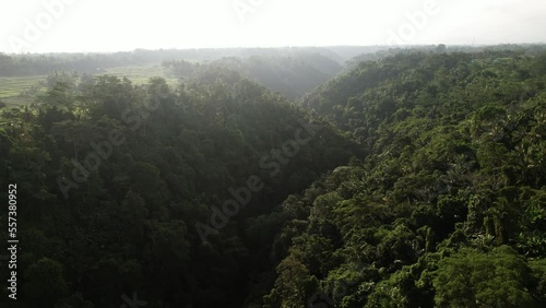 Wallpaper Mural Large forested ravine at central Bali, aerial shot in contrast light. Rice fields seen at left, dark shadow at bottom. Tropical thickets at slopes, typical wild nature of rainforest Torontodigital.ca