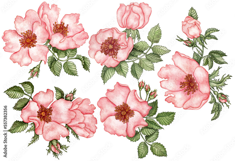 Watercolour Wild Roses Watercolor wild rose set of elements isolated on transparent background ...