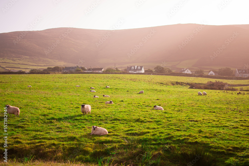 Fototapeta premium Flock of sheep on green grass on a warm Irish dawn. Houses in the background.