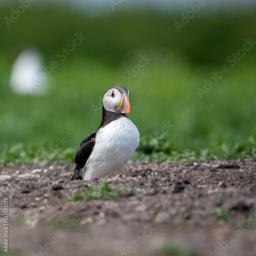 Atlantic puffins amongst the grass on Inner Farne. Part of the Farne Islands nature reserve off the coast of Northumberland  UK