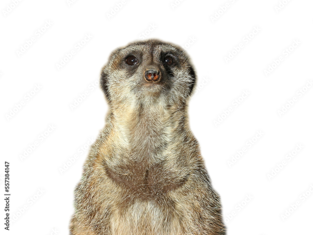 Portrait eines Erdmännchens (Suricata suricatta), freigestellt
Portrait eines Erdmännchens (Suricata suricatta), freigestellt
