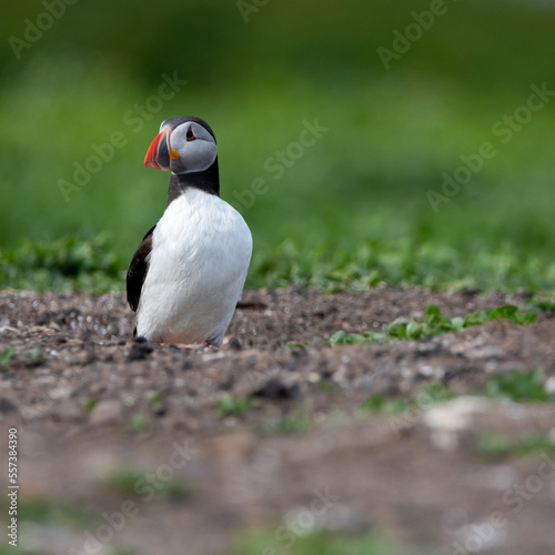 Atlantic puffins amongst the grass on Inner Farne. Part of the Farne Islands nature reserve off the coast of Northumberland, UK © Christopher Keeley