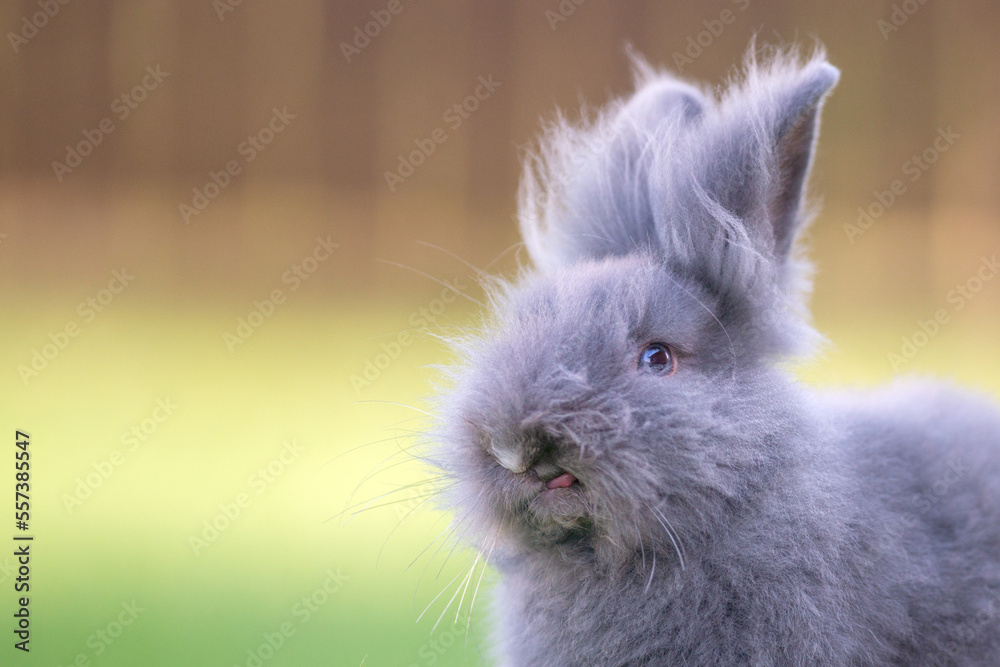 Cute grey fluffy rabbit sitting on grass backyard. Cute grey fluffy rabbit sitting on grass backyard.