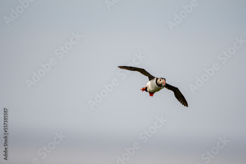 Atlantic puffin in flight flying in skies above Inner Farne. Part of the Farne Islands nature reserve off the coast of Northumberland  UK