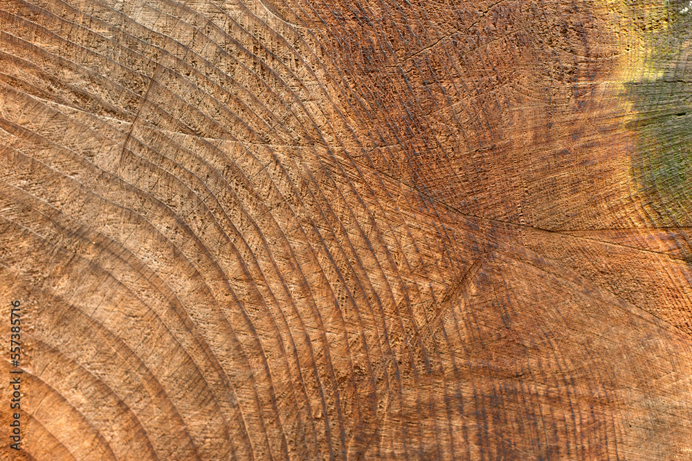 Naklejka premium Close up annual rings on the tree cross section