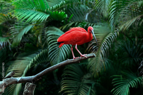 Scarlet ibis on tree trunk with dark forest on background. Brazil photo