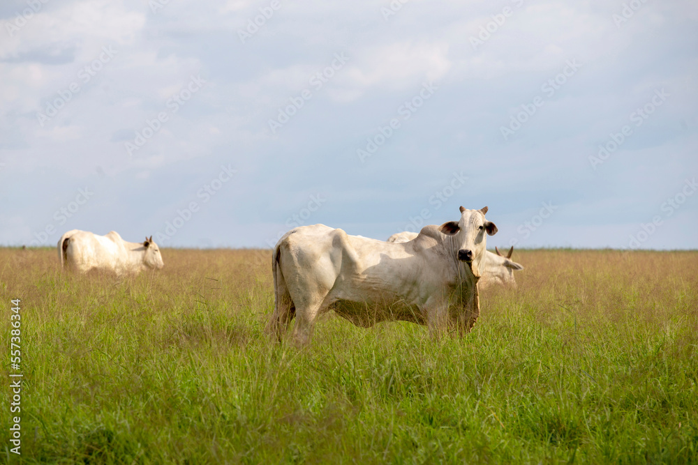 Cattle of the Nelore breed, in the pasture of high grass on countryside of Sao Paulo state, Brazil Cattle of the Nelore breed, in the pasture of high grass on countryside of Sao Paulo state, Brazil