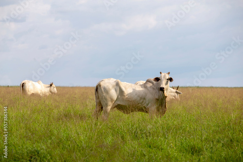 Cattle of the Nelore breed  in the pasture of high grass on countryside of Sao Paulo state  Brazil