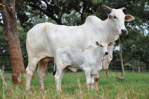 Vacas e novilhas da raça nelore photo