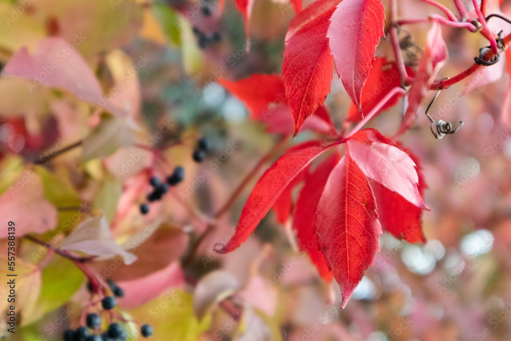 Autumn grape climbing plant red bright leaves and blue berries close-up on blurred background. Autumnal mood in nature