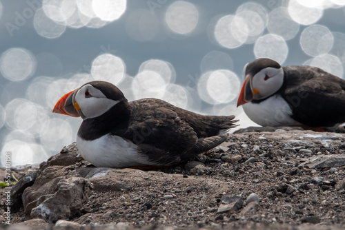 Atlantic puffins sitting on the cliff edge at Inner Farne. Part of the Farne Islands nature reserve off the coast of Northumberland, UK © Christopher Keeley