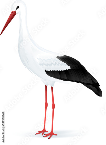 One big bird white stork standing in profile isolated illustration
