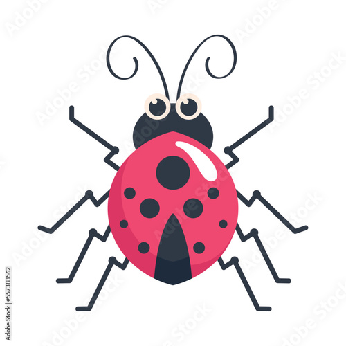 ladybug insect garden