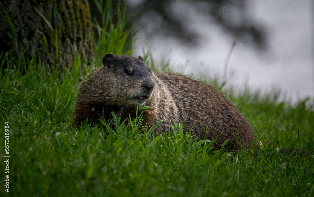 Obraz premium Alpine Marmot.Close up of a wild marmot in its natural environment in park in Quebec.View of a groundhog at the parc 