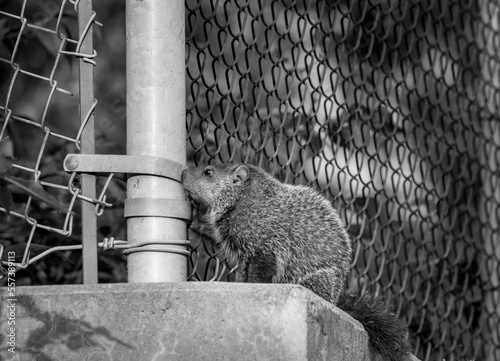 Alpine Marmot.Close up of a wild marmot in its natural environment in park in Quebec.View of a groundhog at the parc 