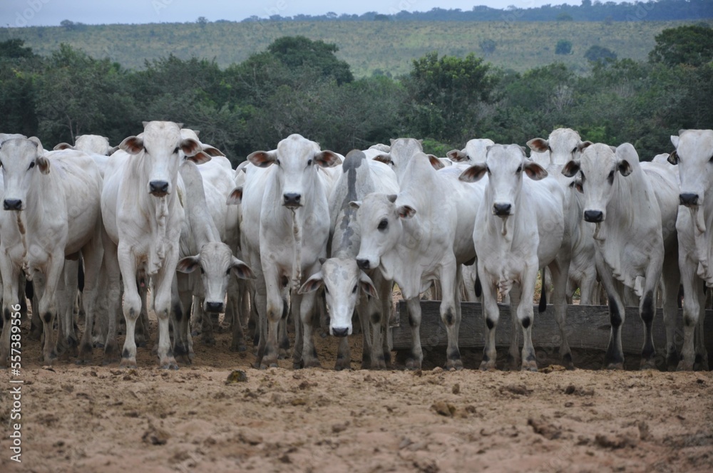 Obraz premium bezerrada da raça nelore Fazenda Modelo