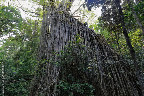 Curtain Fig Tree-giant rainforest strangler fig near Yungaburra town. Queensland-Australia-266 photo