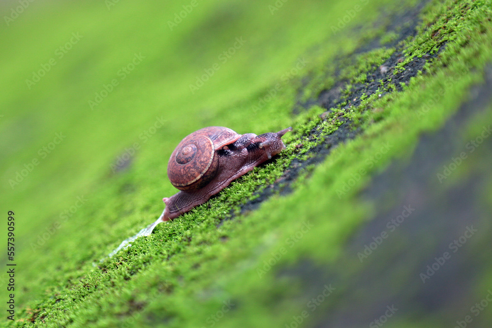 Fototapeta premium snail on the green wall