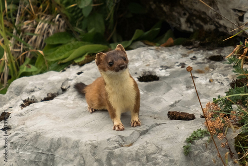 Billede på lærred A cute weasel on a rock