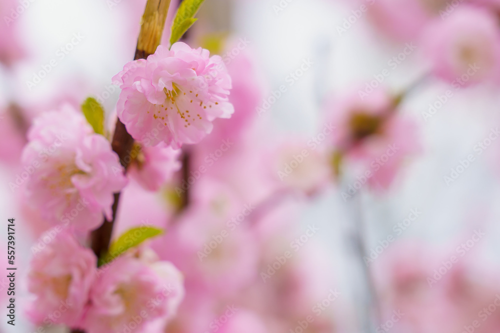 Blossoming sakura tree flower with selective focus on blurred background. Defocused backdrop copy space Blossoming sakura tree flower with selective focus on blurred background. Defocused backdrop copy space