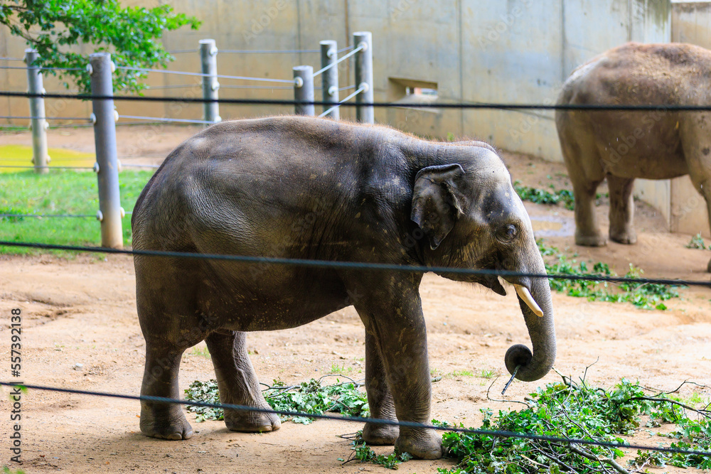 Naklejka premium The elephant during the rain. Background with selective focus and copy space