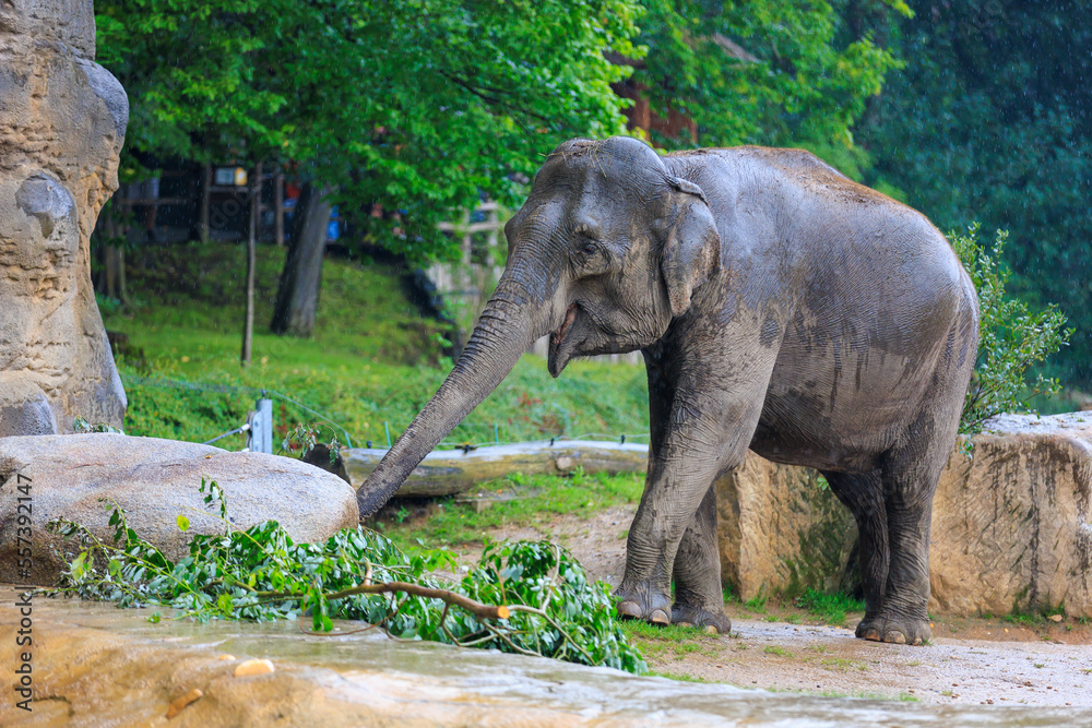 The elephant during the rain. Background with selective focus and copy space