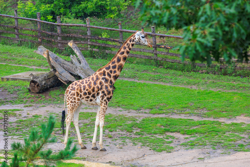 Very beautiful giraffe. Background with selective focus and copy space