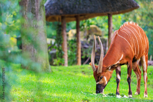 Mountain Bongo. Background with selective focus and copy space