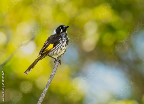 New Holland honeyeater (Phylidonyris novaehollandiae) perching on a branch displaying its beautiful plumage in the sunlight. photo