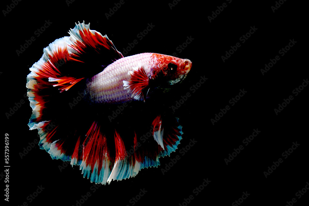 Obraz premium Betta fish blue butterfly halfmoon, Siamese fighting fish on isolated black background. 