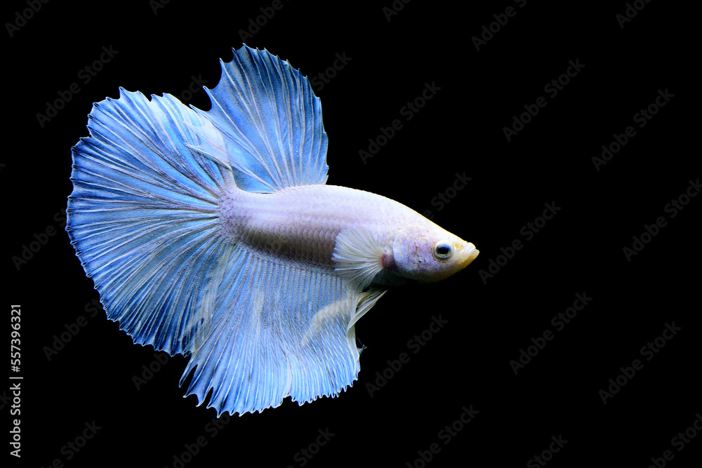 Fototapeta premium Betta fish blue butterfly halfmoon, Siamese fighting fish on isolated black background. 