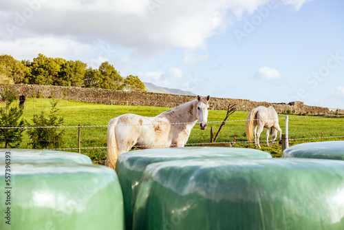 Hay bales, food for horses and other farm animals, storage for the winter.