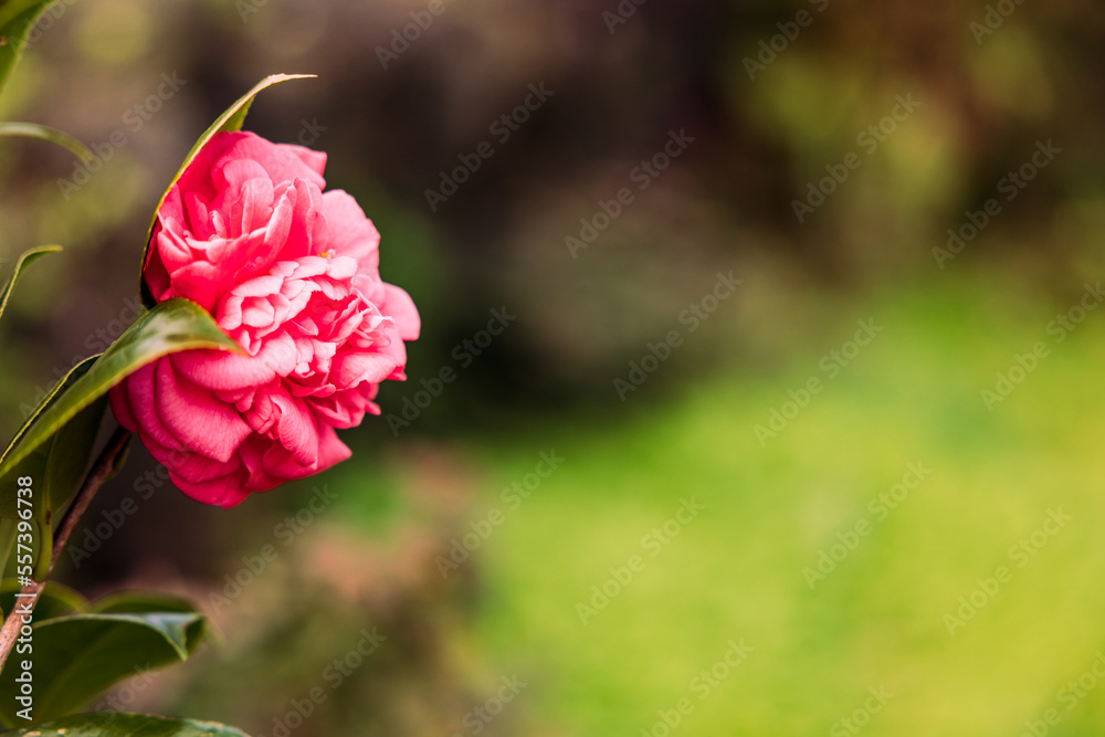 Pink camellia flower photographed close up, green background, spring season.