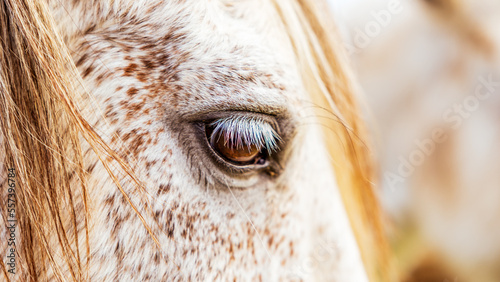 White Lusitano mare, eye details close up, horses eyes and mane.