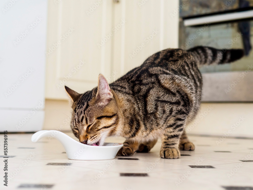 Cat with tiger style fur pattern eating food from a white bowl in a kitchen.