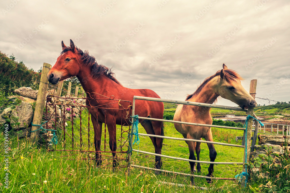 Two horses in a green field by metal gate. Beautiful country side in ...