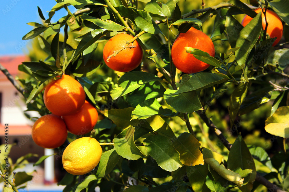 Fresh ripe oranges at wintertime in an orchard near Olympos mountain in Antalya region of Mediterranean coast of Turkey Fresh ripe oranges at wintertime in an orchard near Olympos mountain in Antalya region of Mediterranean coast of Turkey