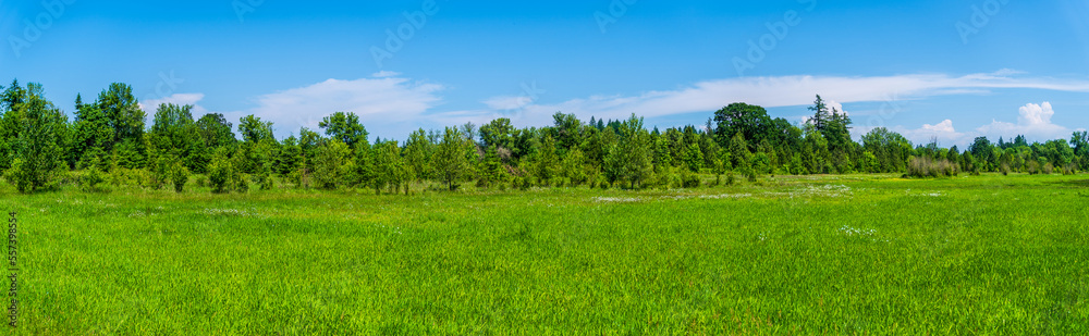 Pure meadow and forest